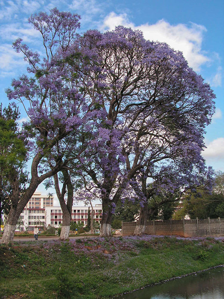 Jacaranda Baum