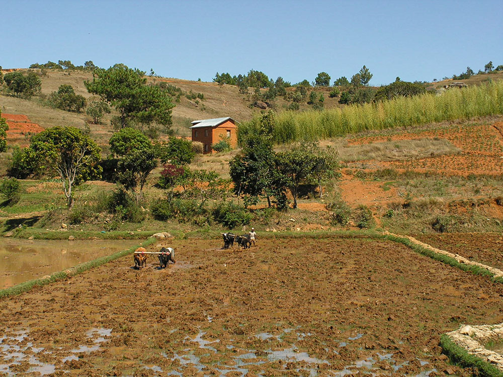 arbeiten auf dem Feld