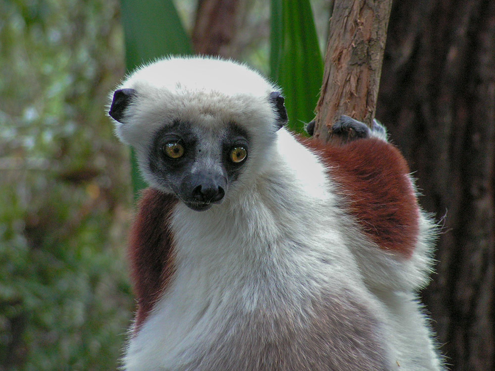 Sifaka-Lemur