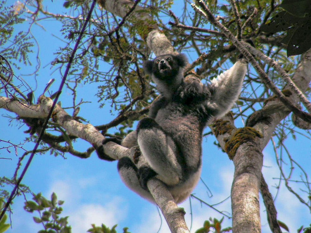 Vari-Lemur