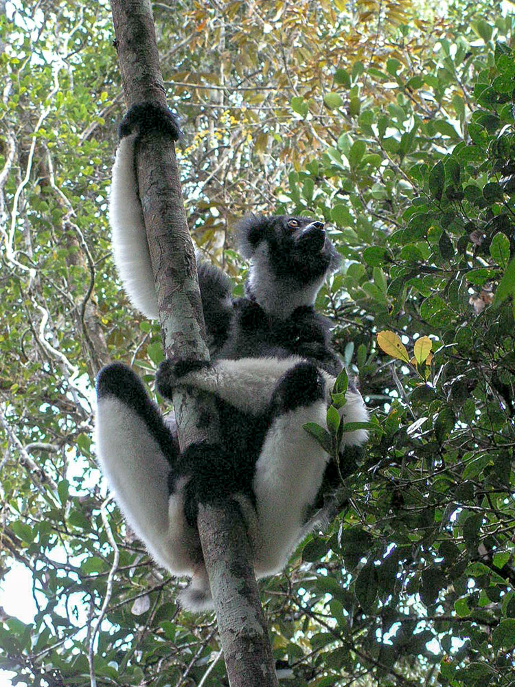 Vari_lemur