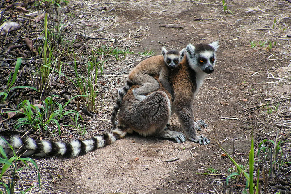 Katta-Lemur