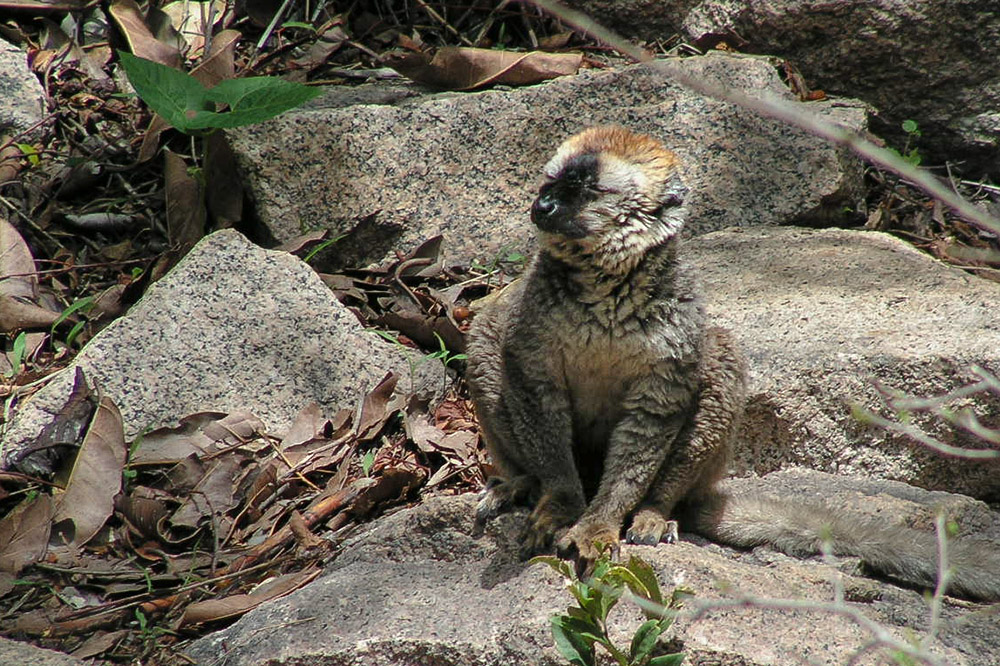 Maki-Lemur