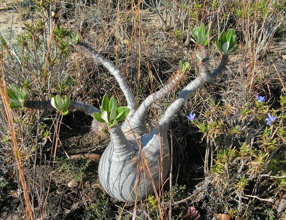 pachypodium horombense