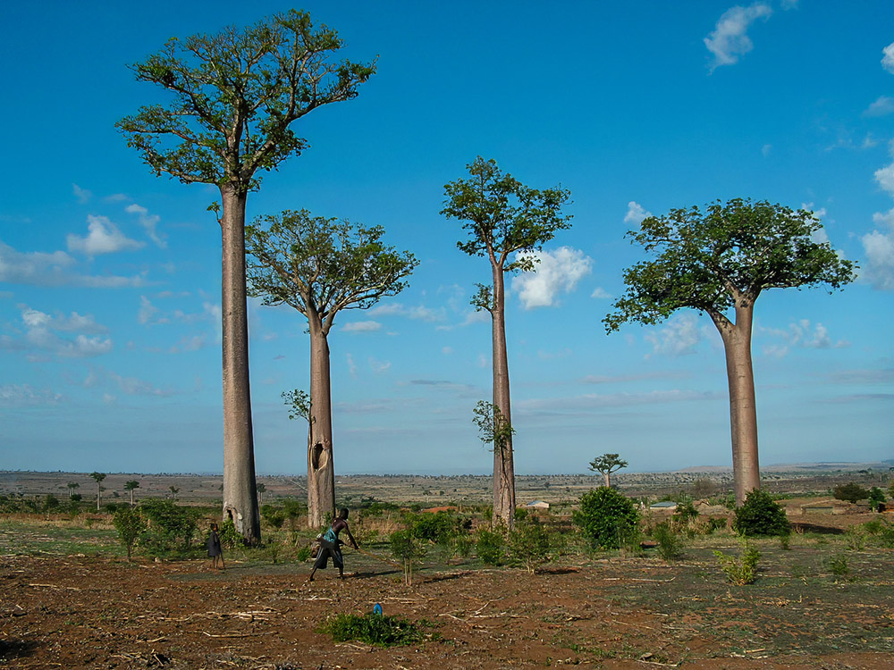 Baobab-Bäume