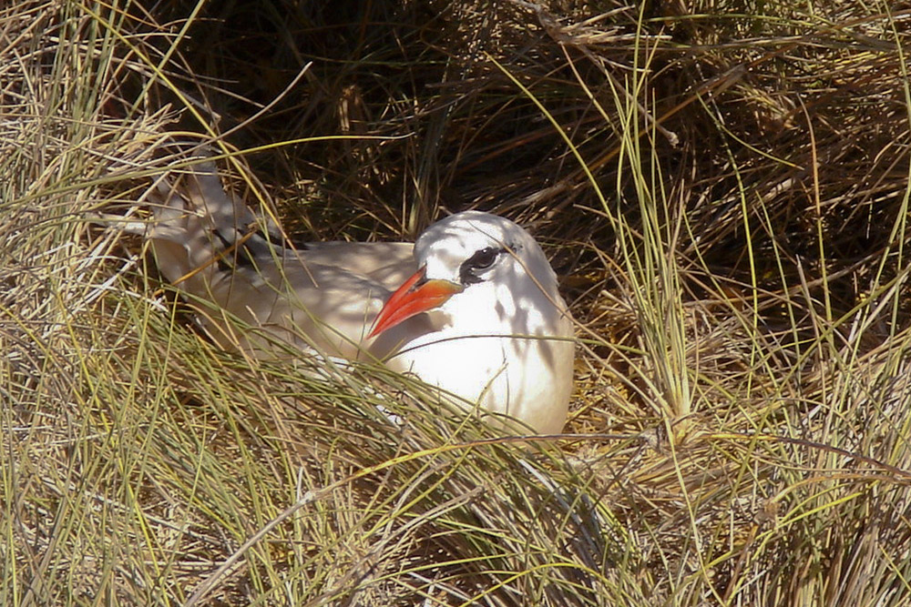 Seltene Vögel auf Nosy Ve
