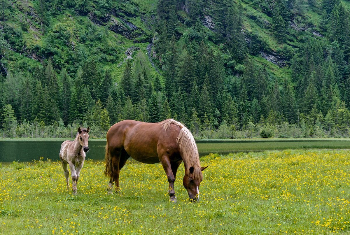 Idylle im Seebachtal