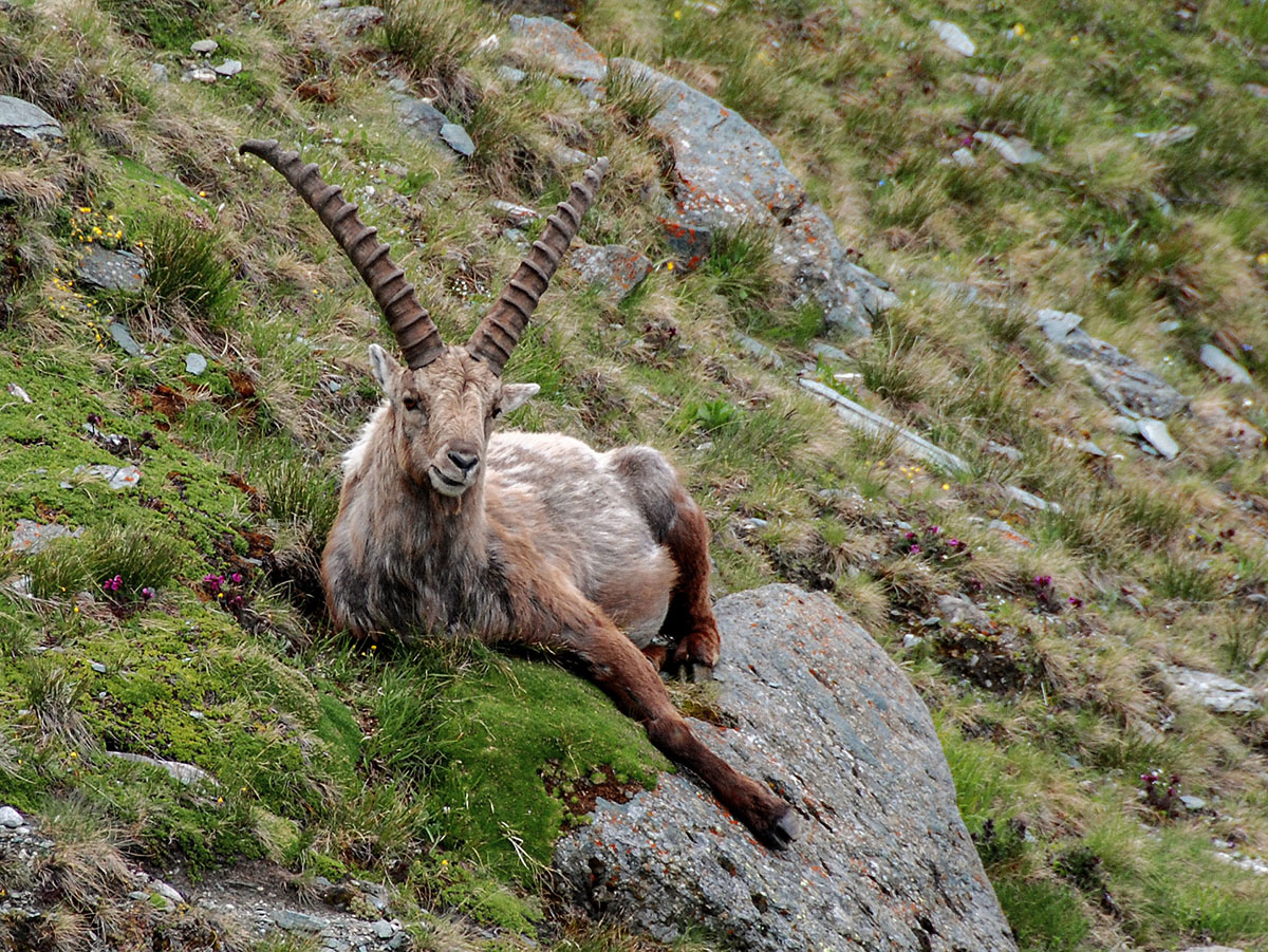 Steinbock