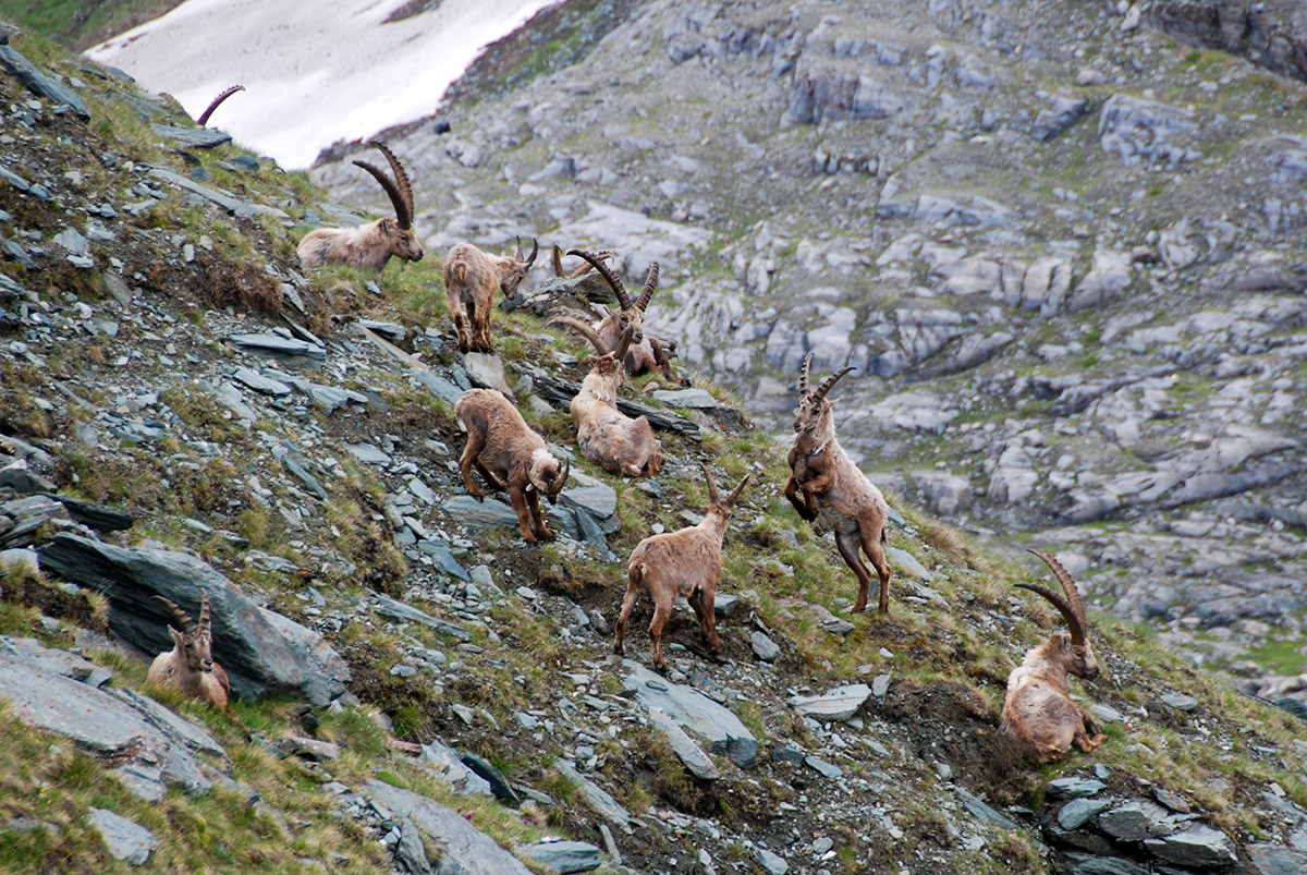 Steinböcke am Großglockner