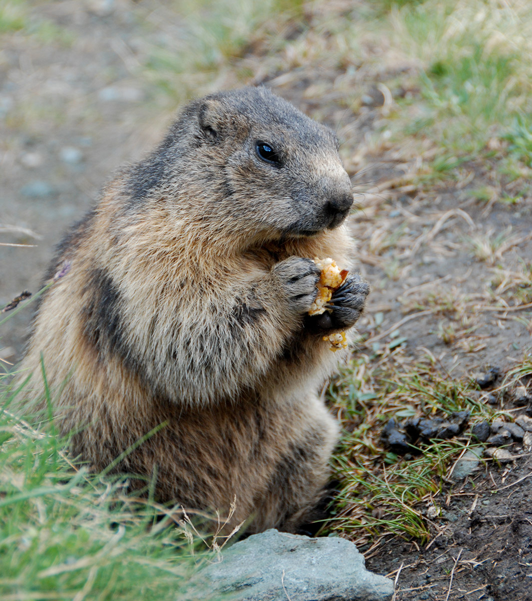 Murmeltiere am Großglockner