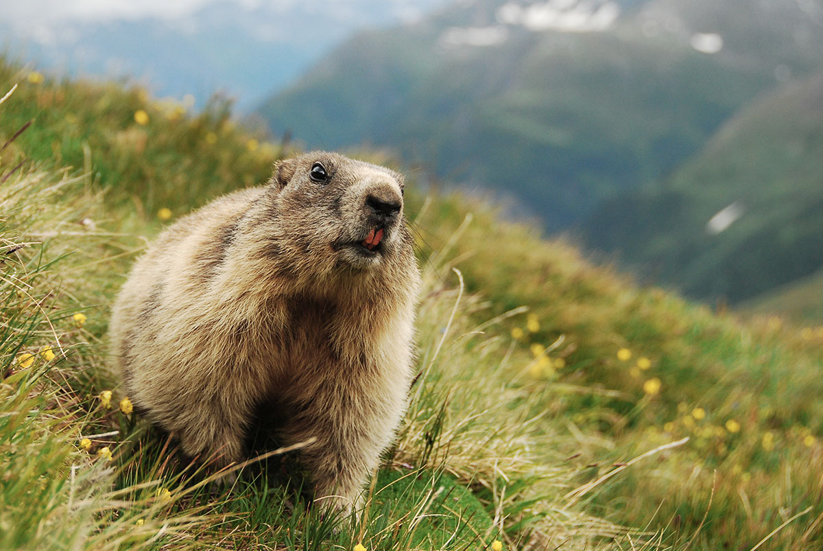 Murmeltiere am Großglockner