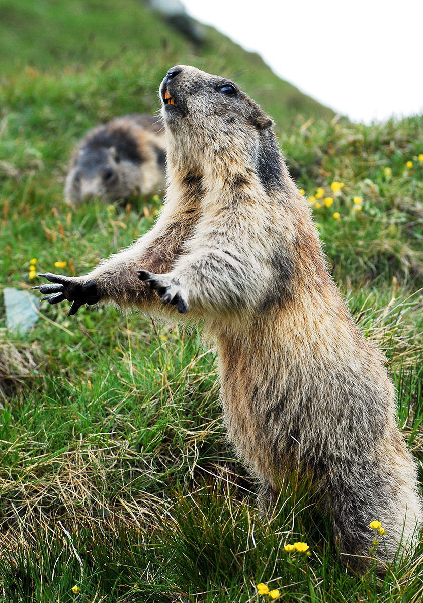 Murmeltiere am Großglockner