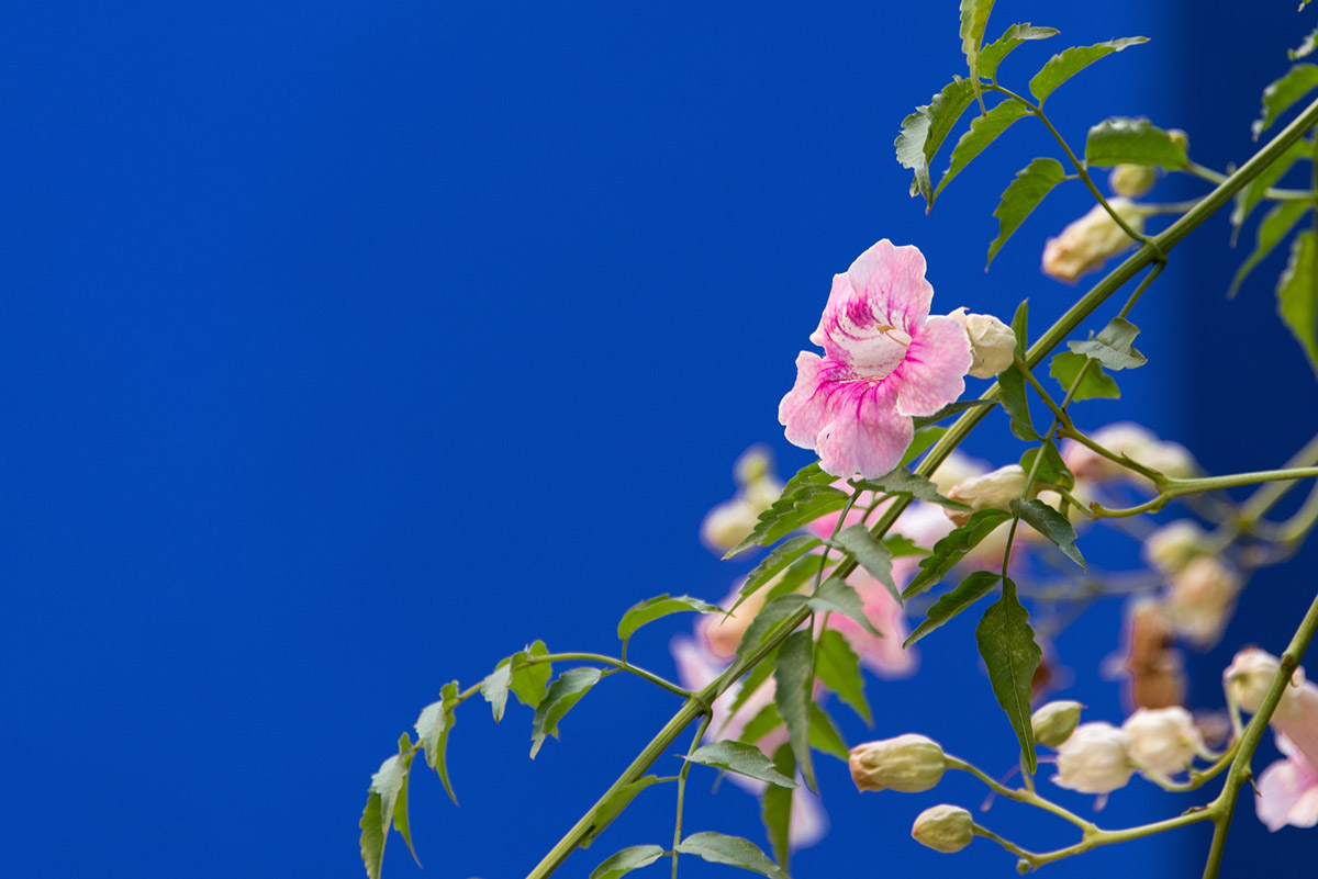Jardin Majorelle