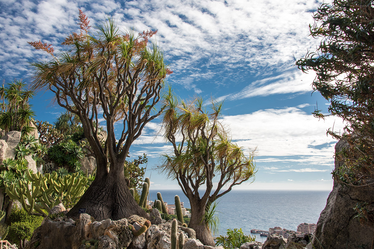 im Exotischen Garten von Monaco