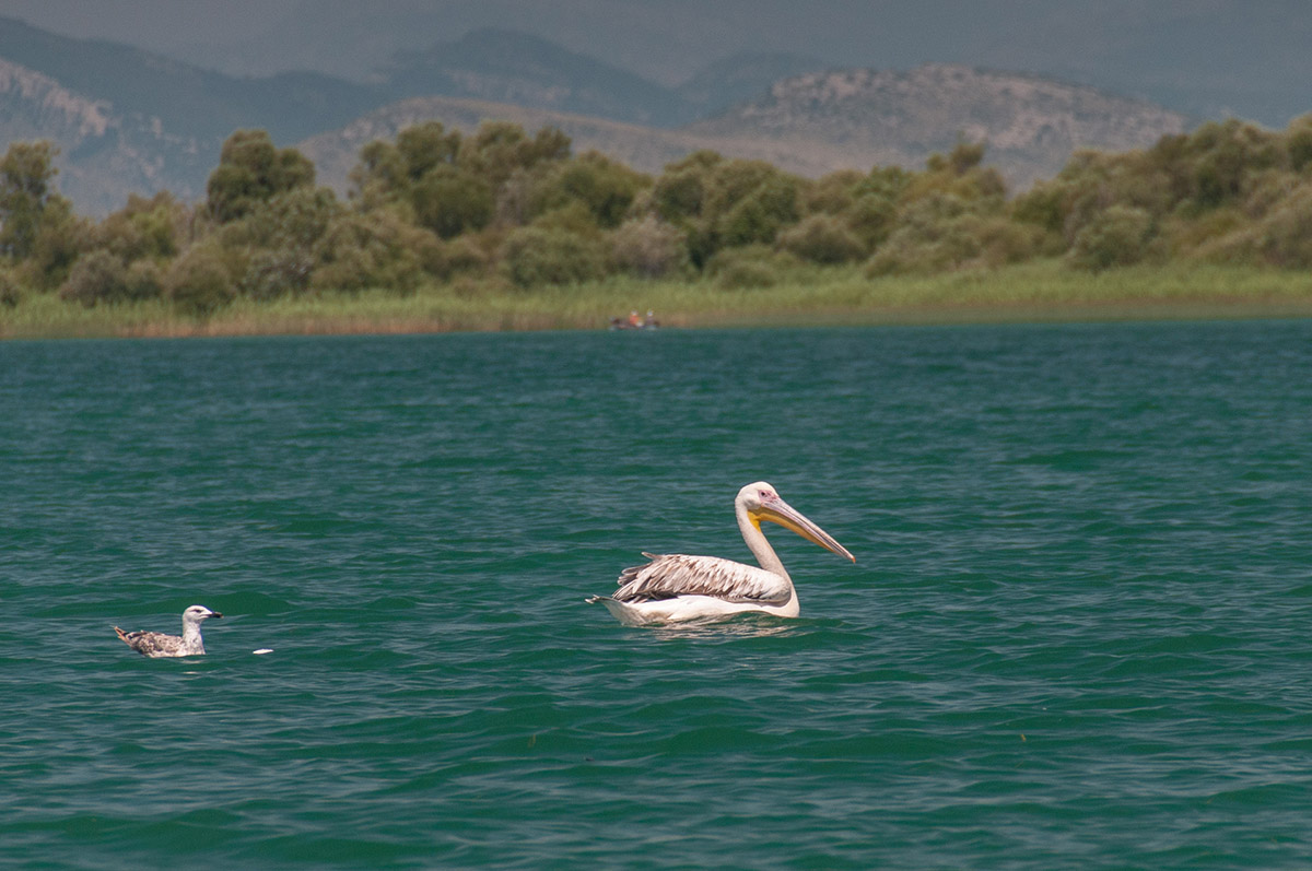 am Skadarsee