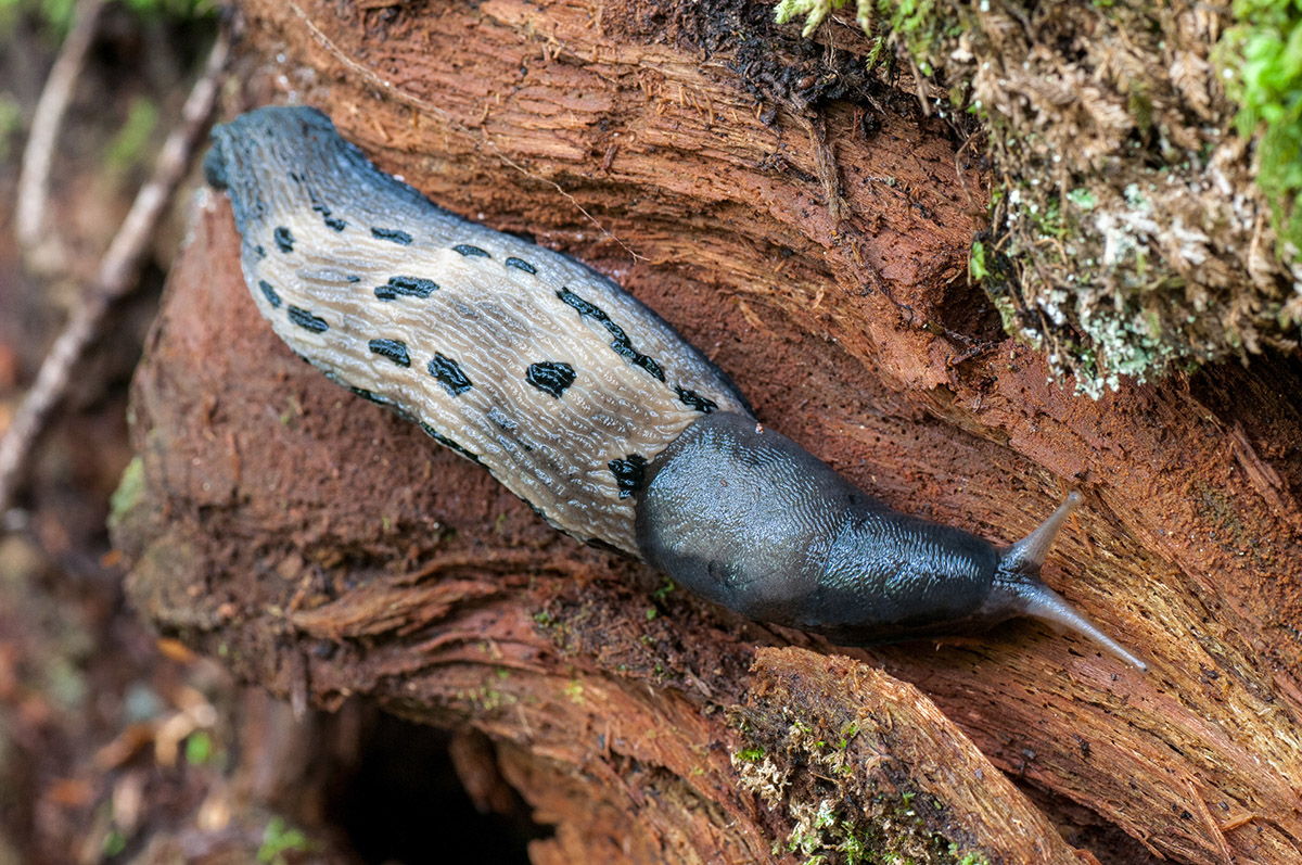 Tigerschnecke im Biogradska gora Nationalpark