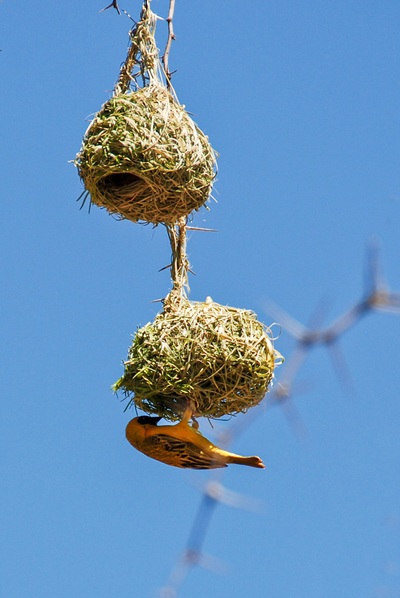 Webervogel