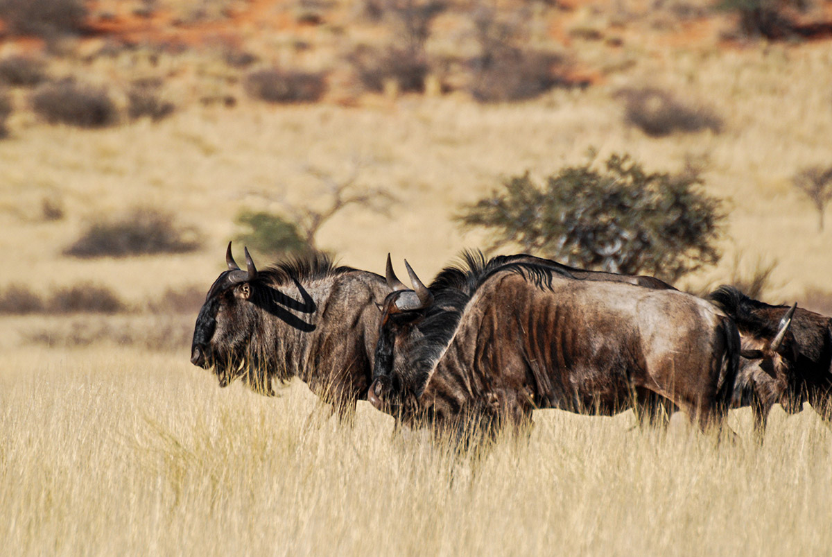 Gnus in der Kalahari