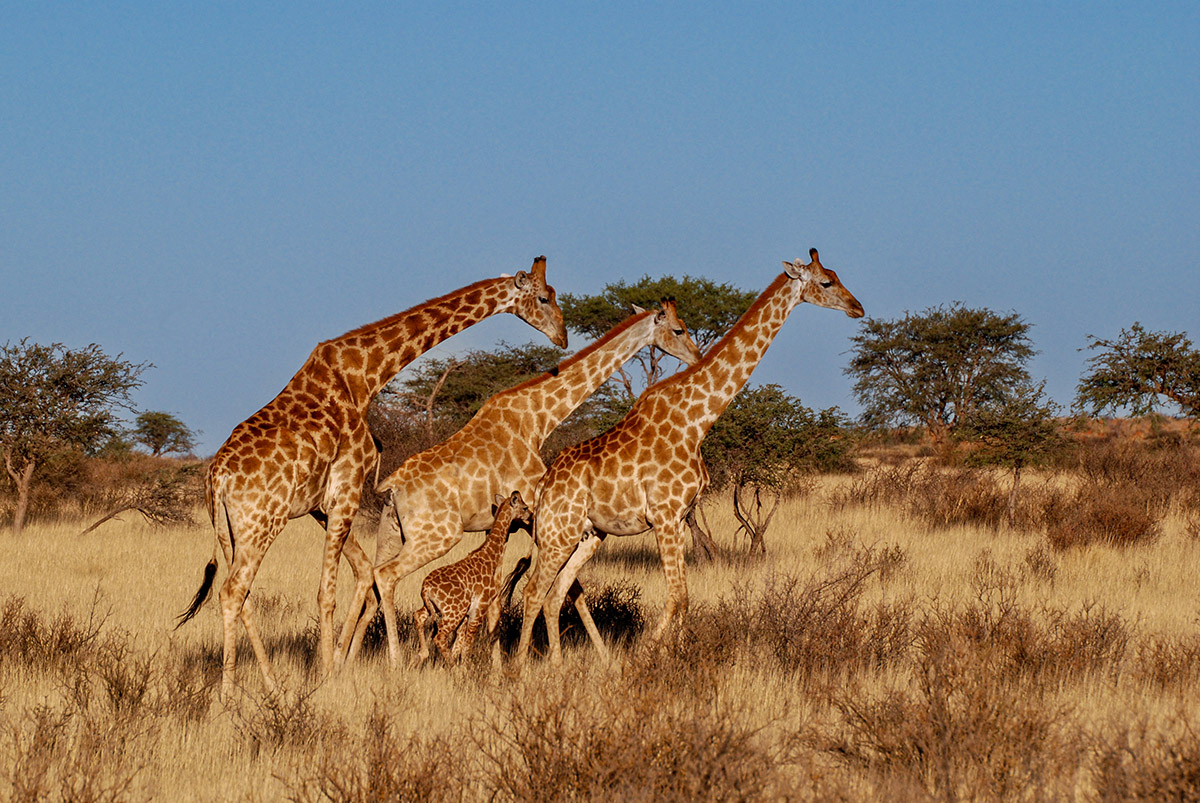 Giraffenfamilie, Kalahari