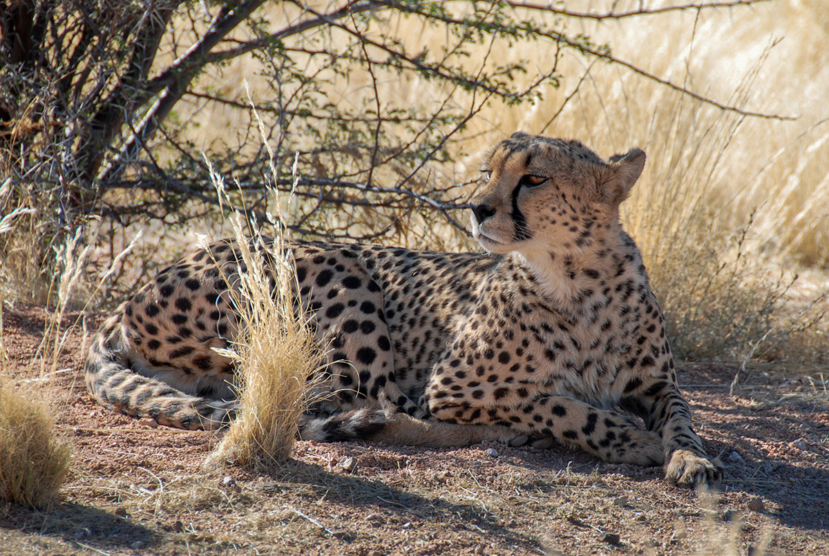 Gepard
