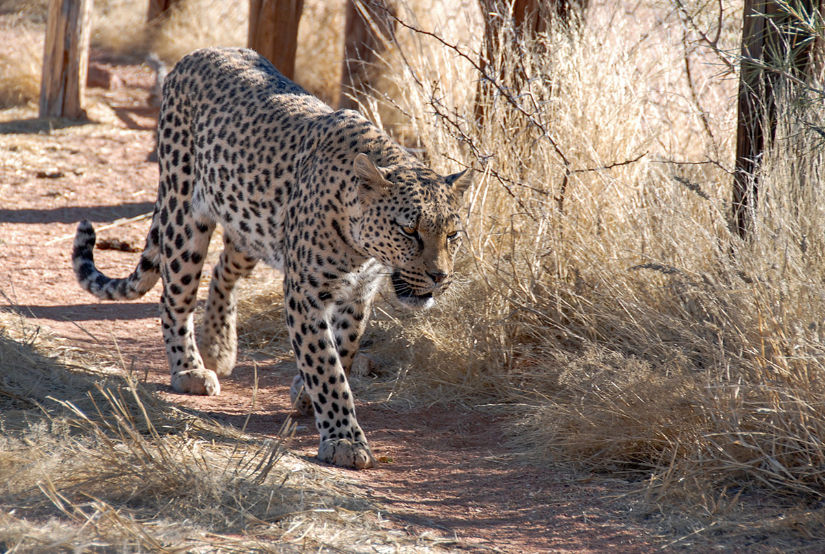 Leopard