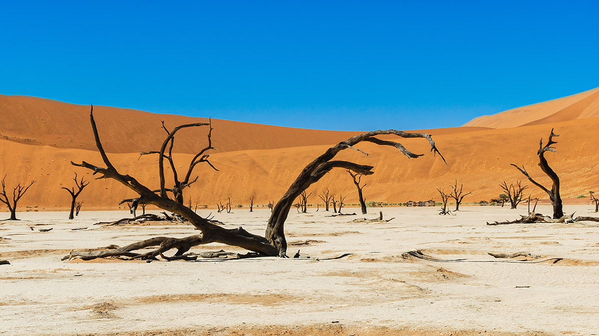 Dead Vlei