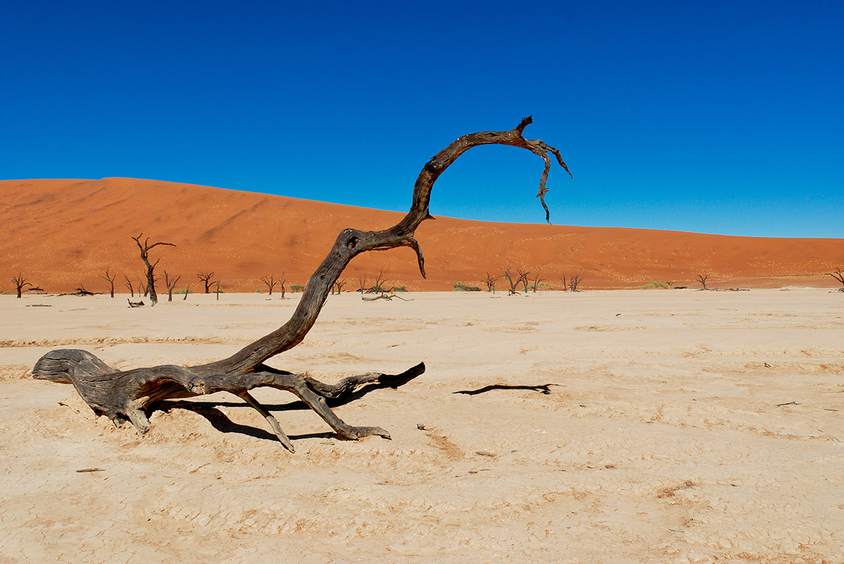 Dead Vlei