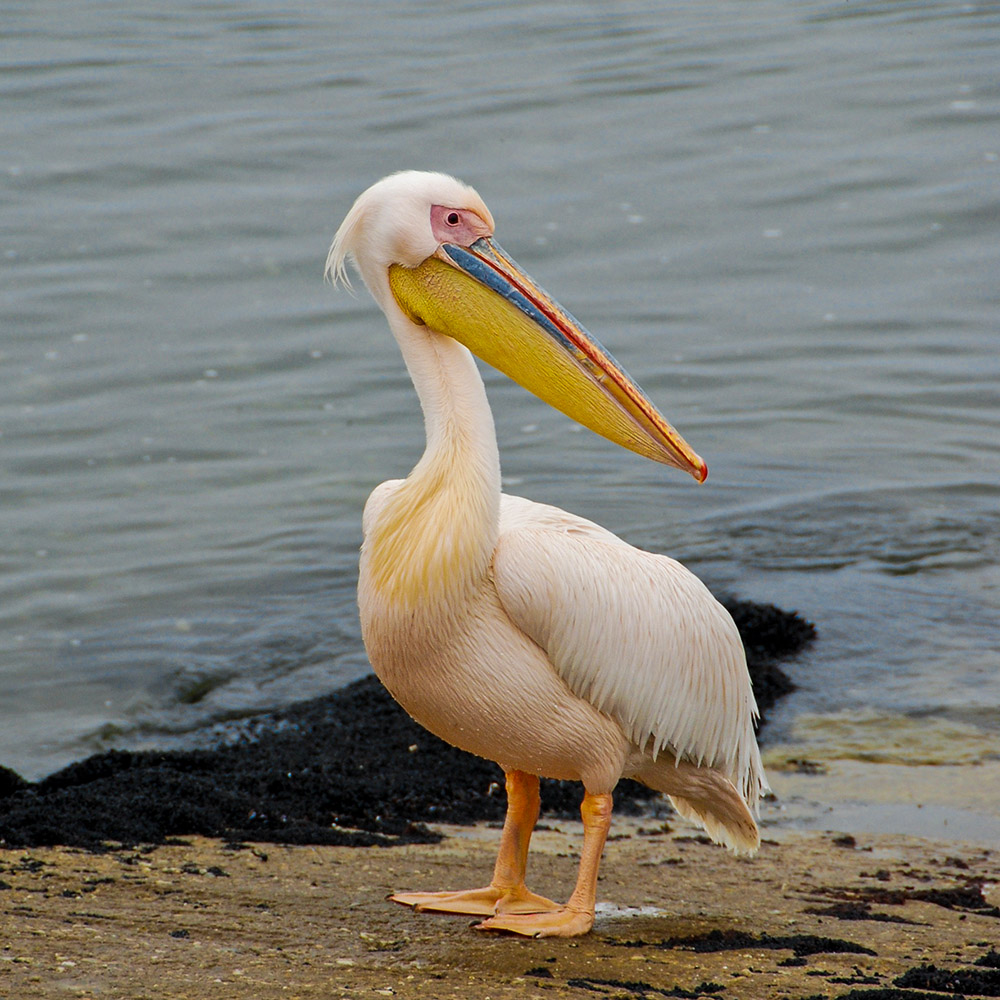 Pelikan