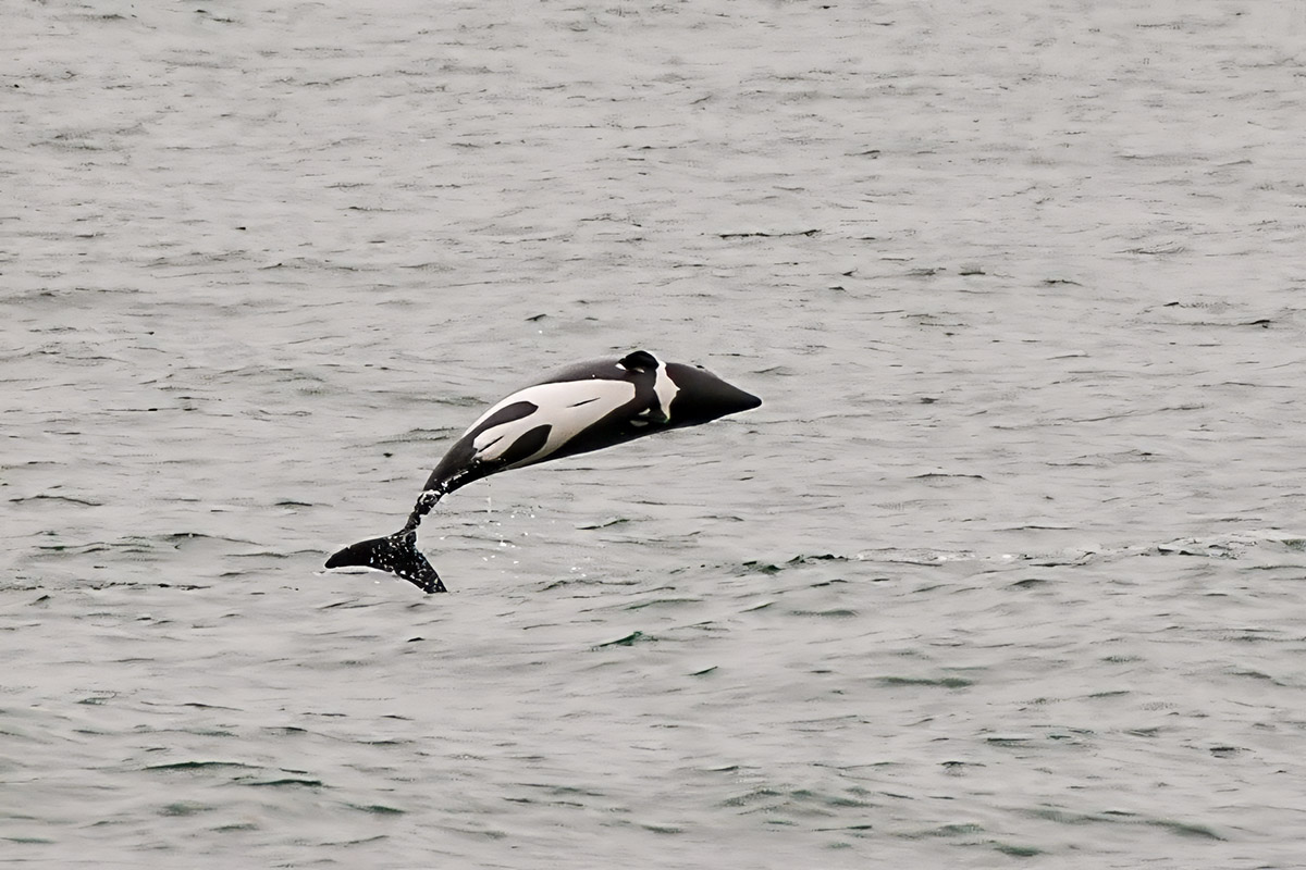 Benguela Delphin