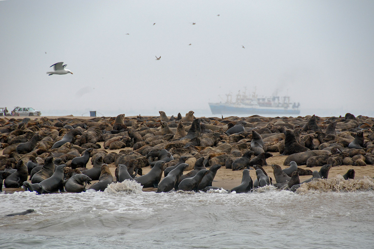 Robben Kolonie vor Walvis Bay