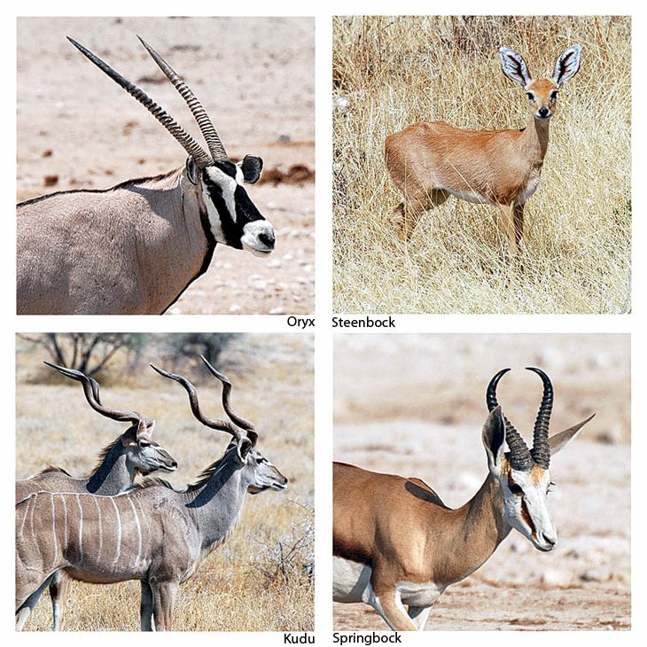 Im Etosha Nationalpark