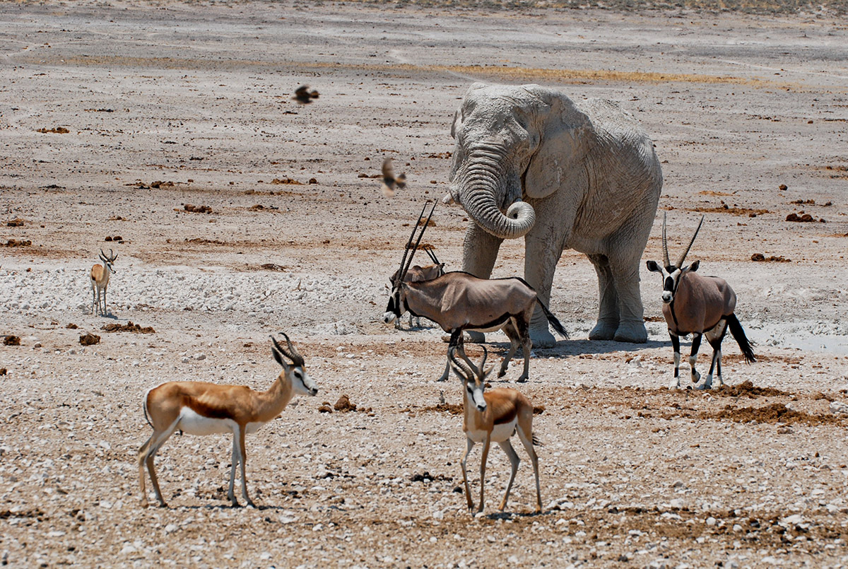 im Etosha Nationalpark