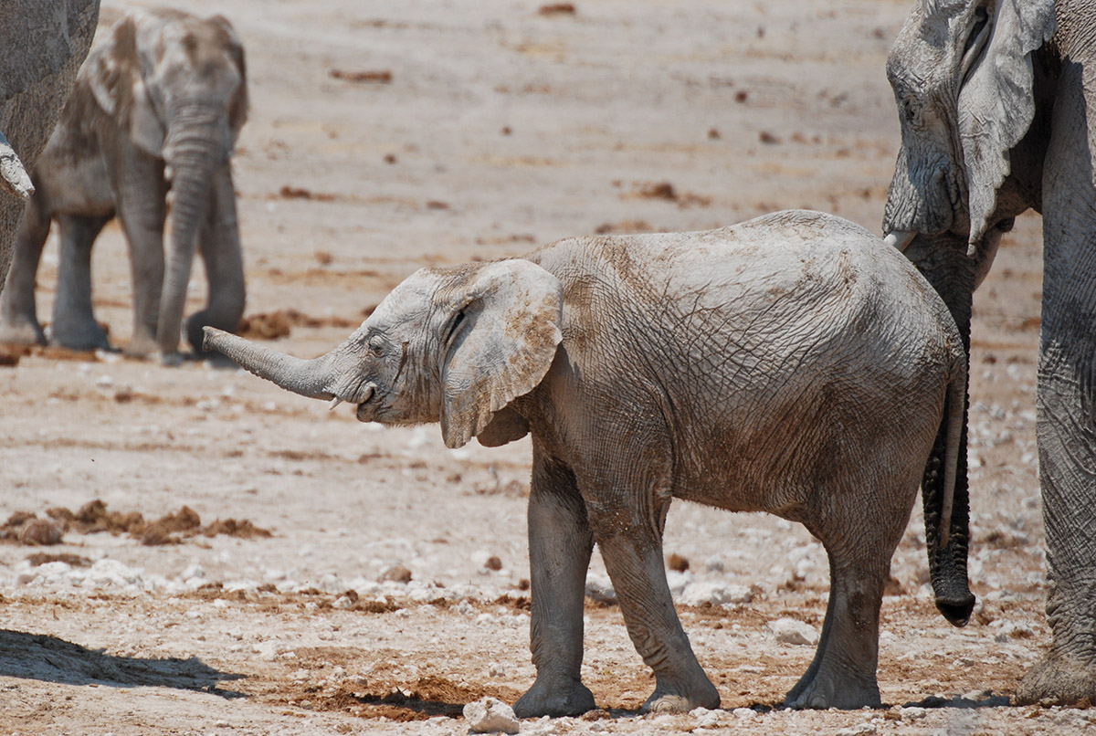 Junger Elefant