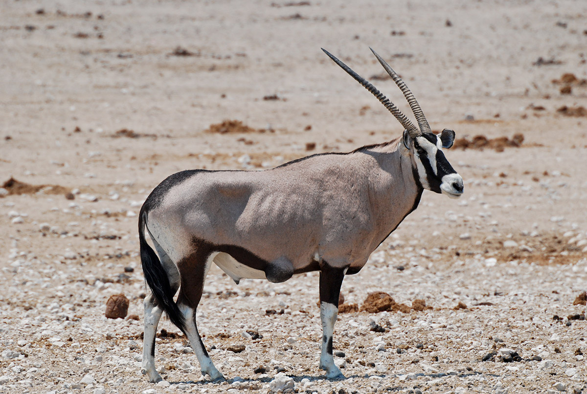Oryx Antilope