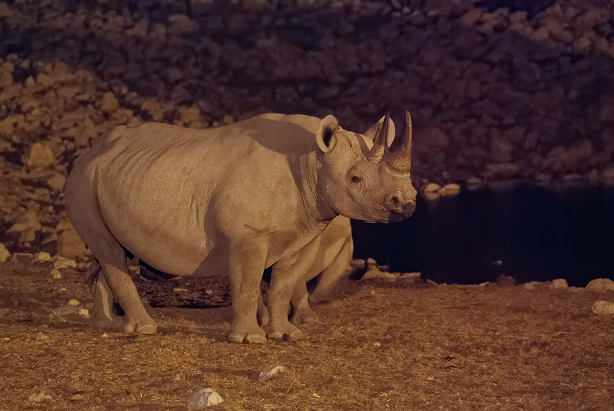 Nashorn am Wasserloch