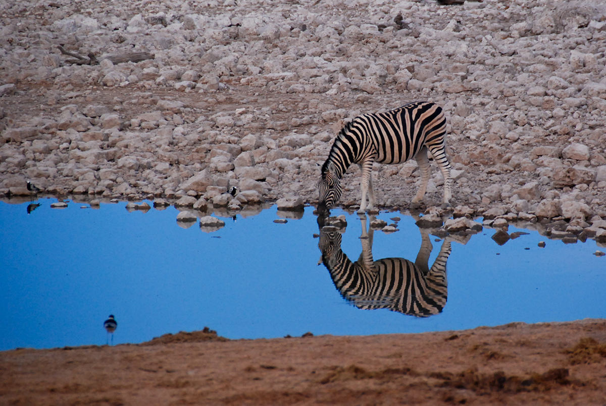 die Zebras kommen am frühen Morgen