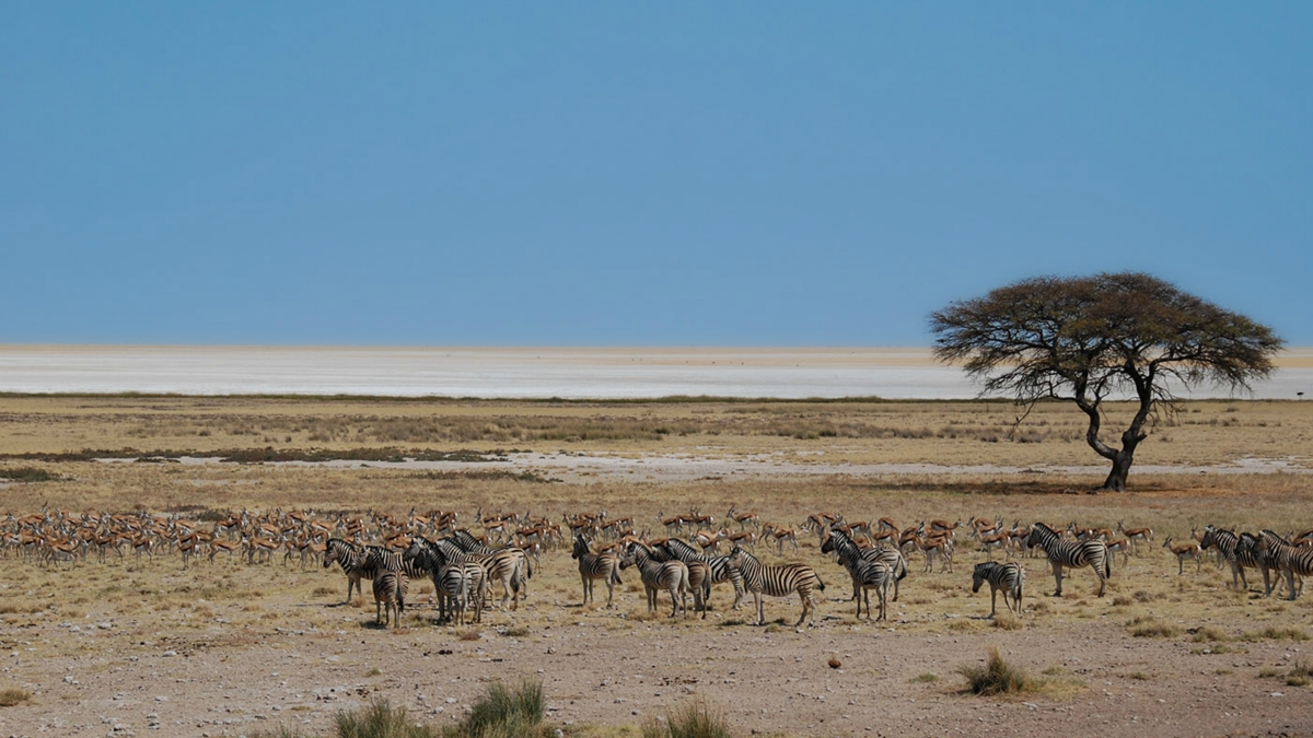 Die Etosha-Pfanne