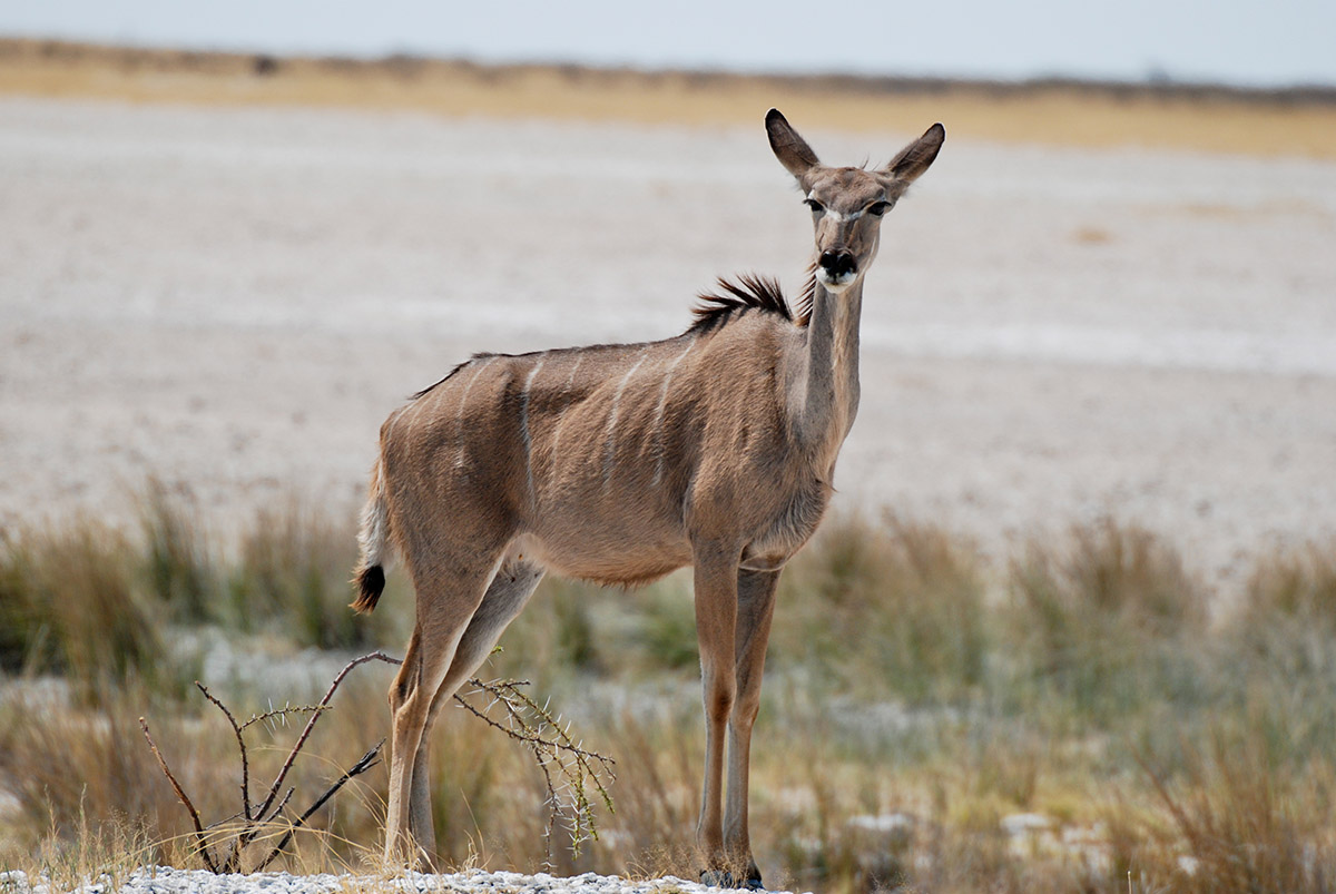 ein weibliches Kudu