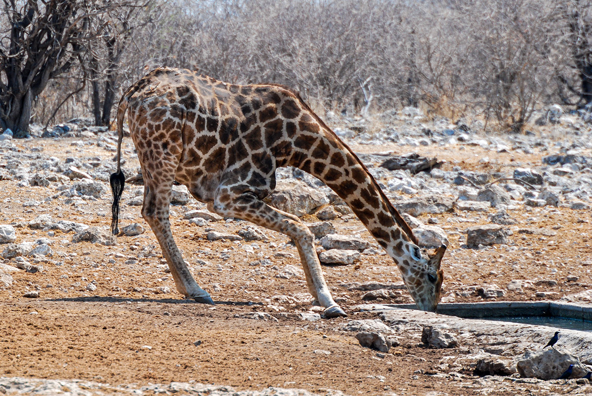 Giraffe beim Trinken