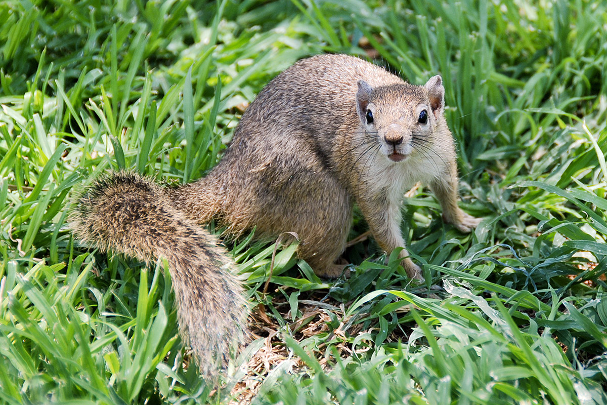 Erdhörnchen