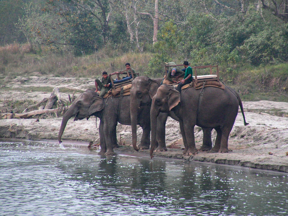 Elefanten im Chitwan-NP