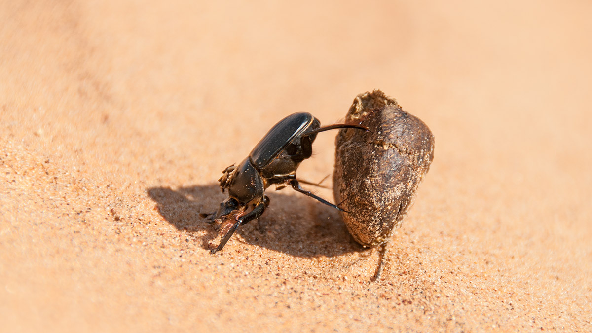 Mistkäfer