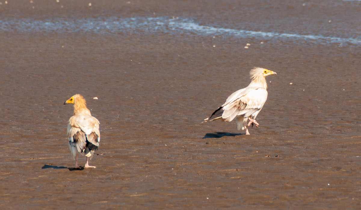 Schmutzgeier am Strand