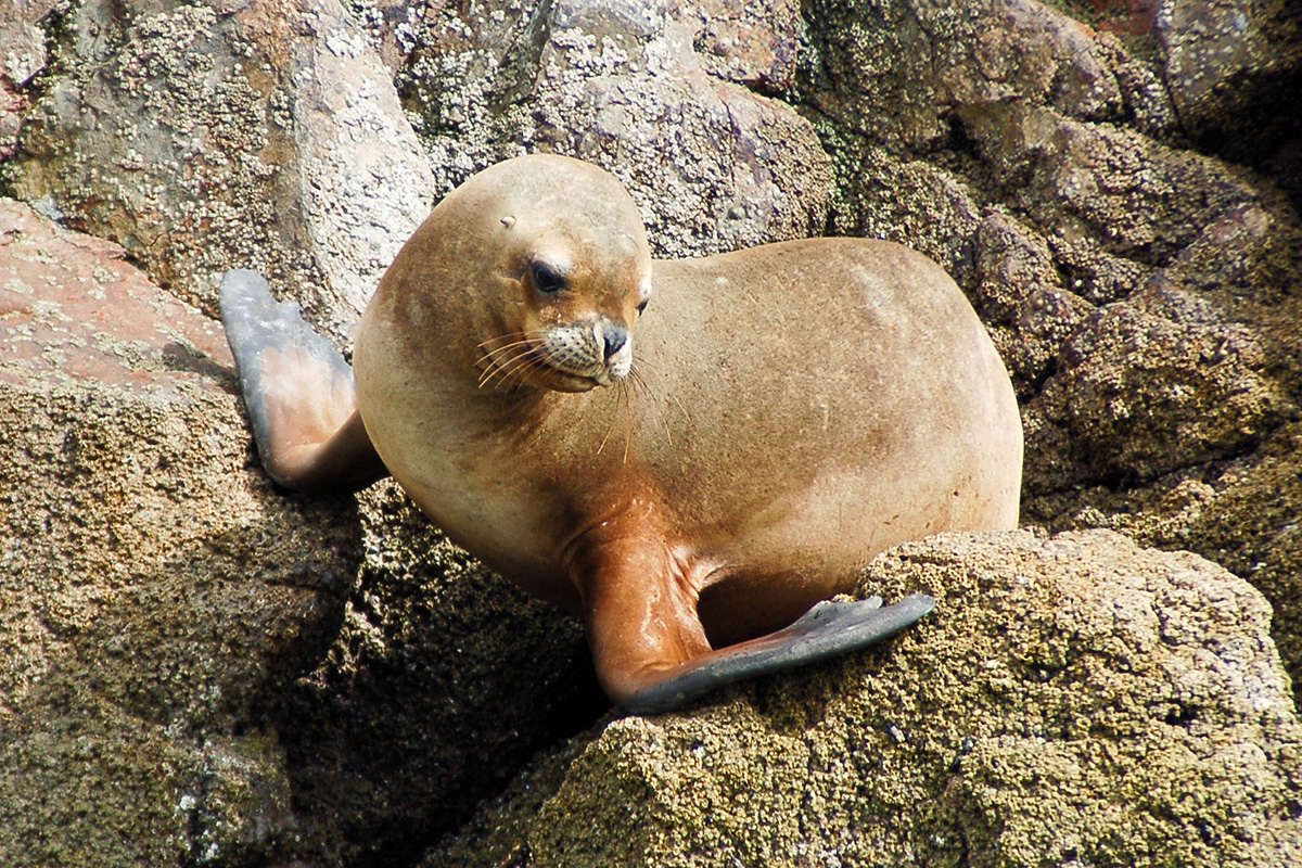 Ballestas Inseln