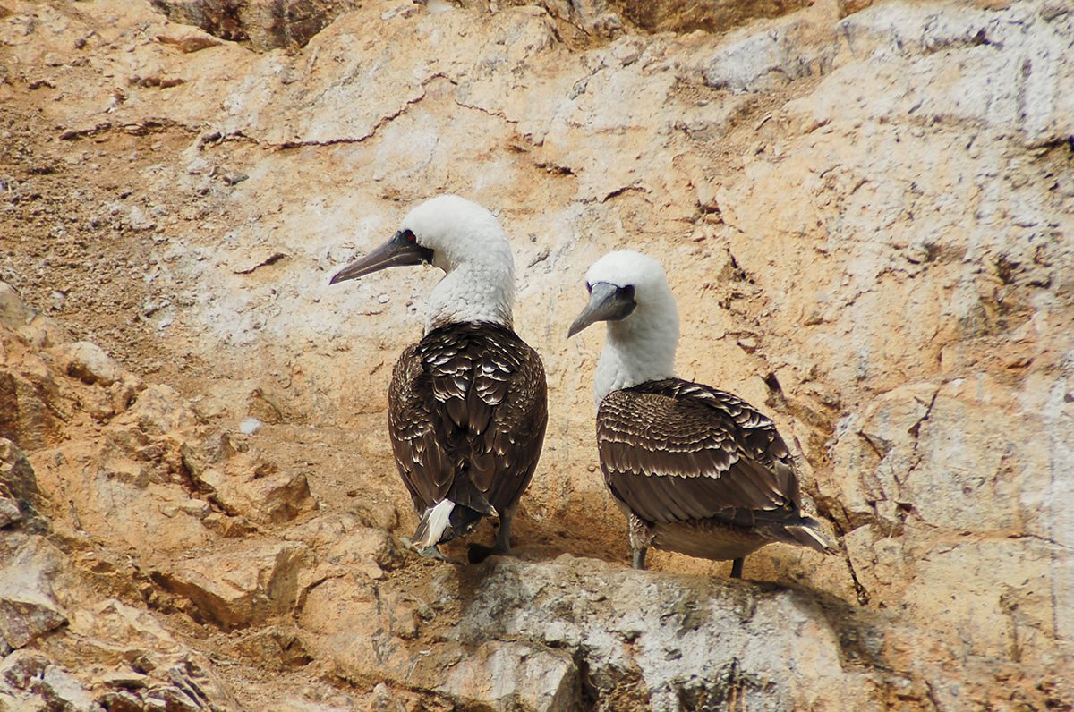 Ballestas Inseln