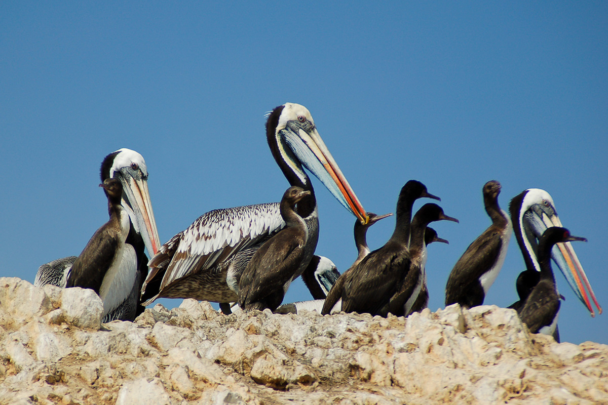 Ballestas Inseln