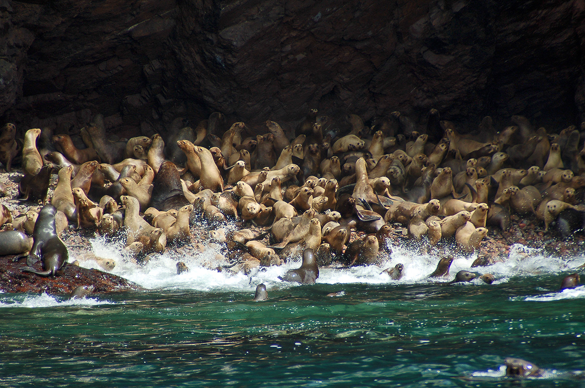 Ballestas Inseln