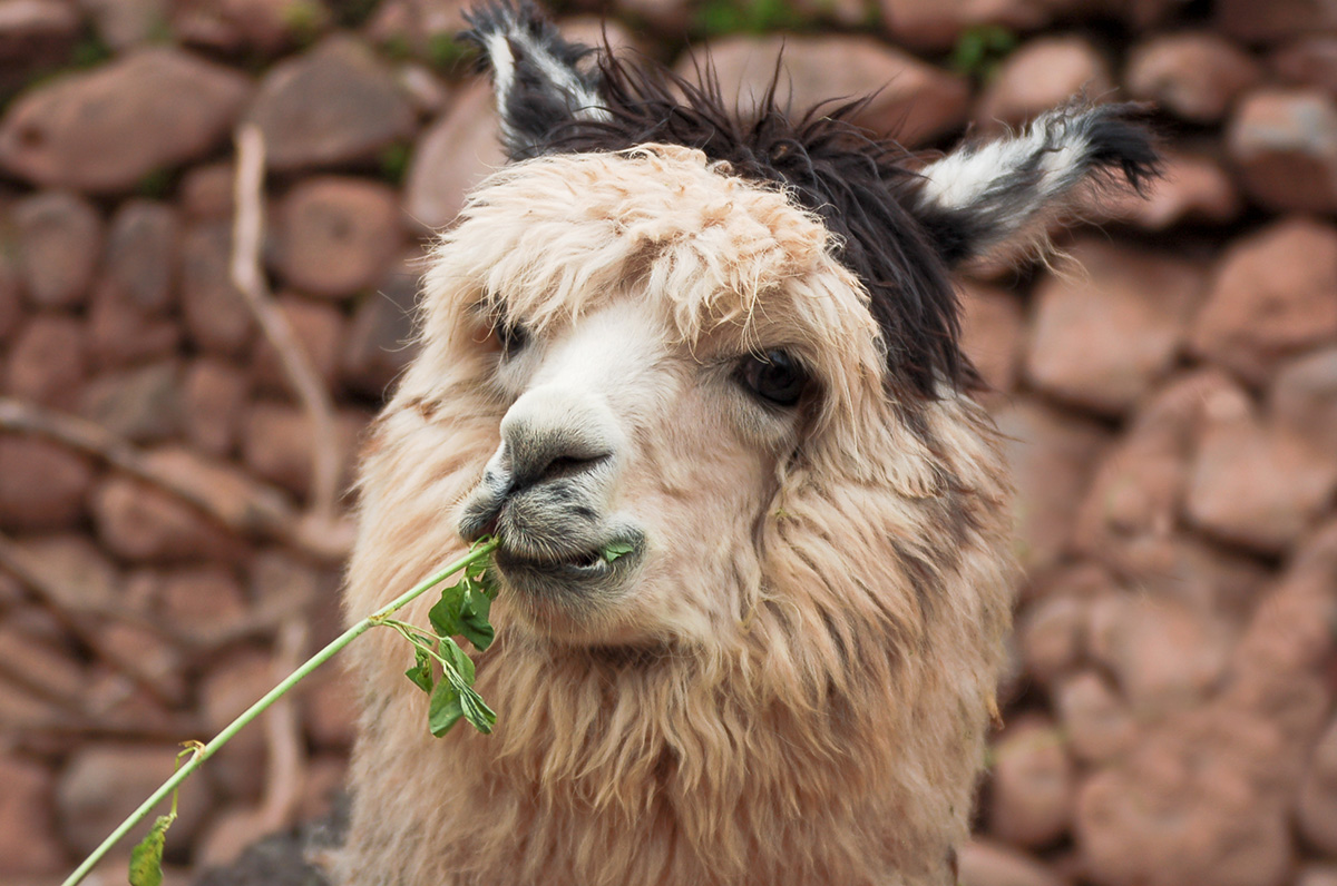 Ein Alpaca