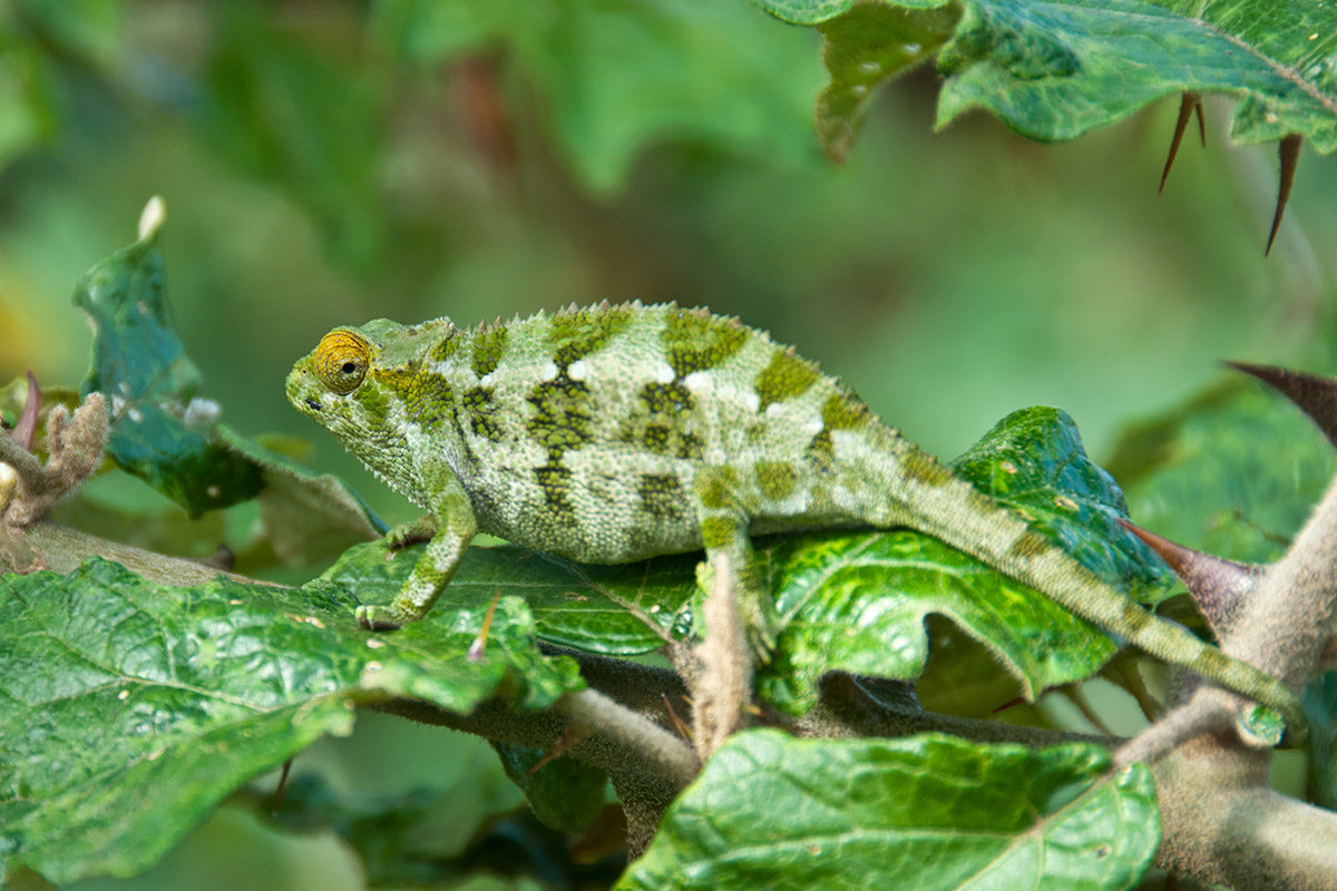 Chamaeleon im Volcanoes-Nationalpark