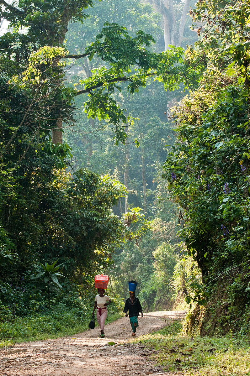 Im Nyungwe Nationalpark